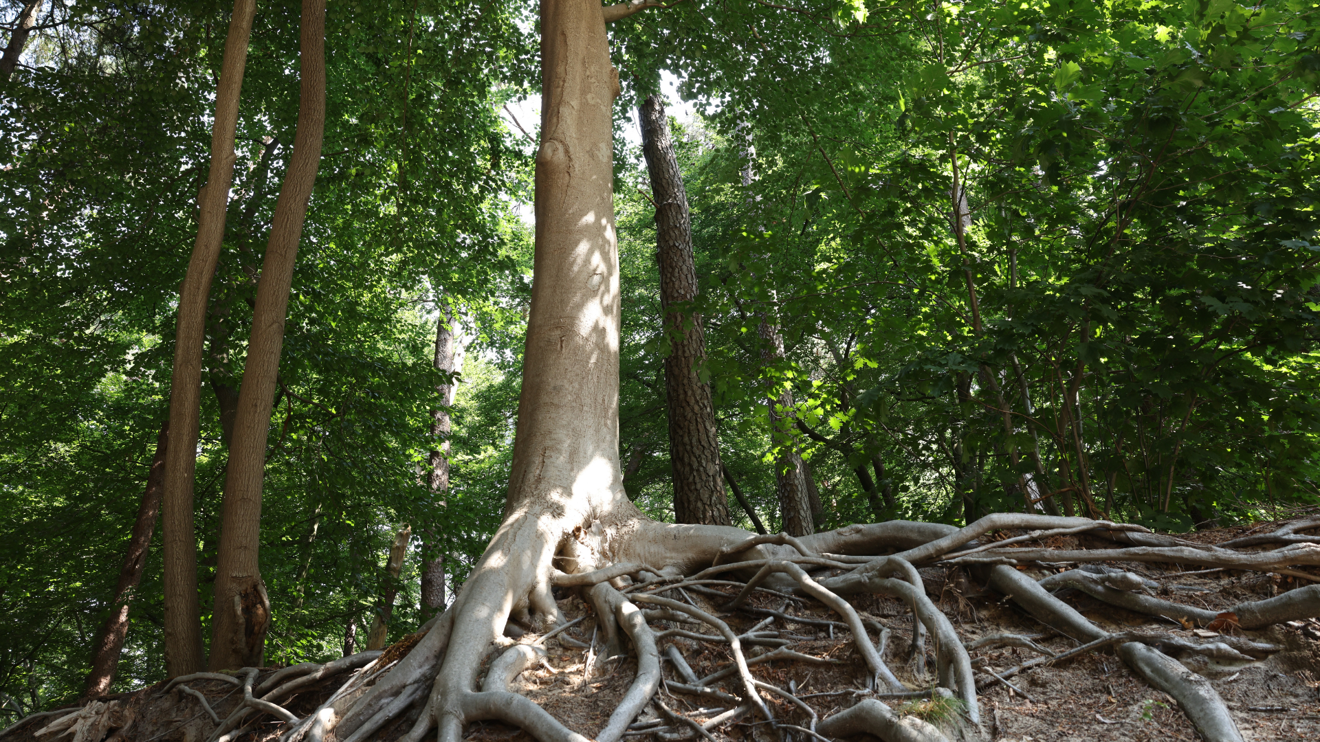 metabolic psychiatry san diego